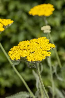 Hohe Garten-Gold-Garbe - Achillea filipendulina 'Coronation Gold'