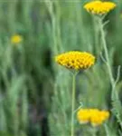 Hohe Garten-Gold-Garbe - Achillea filipendulina 'Coronation Gold'