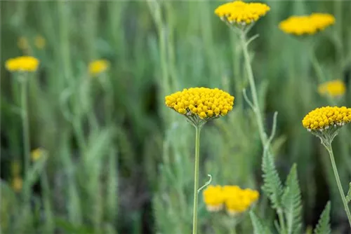 Hohe Garten-Gold-Garbe - Achillea filipendulina 'Coronation Gold'