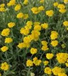 Hohe Garten-Gold-Garbe - Achillea filipendulina 'Coronation Gold'