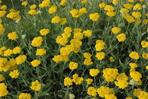 Hohe Garten-Gold-Garbe - Achillea filipendulina 'Coronation Gold'