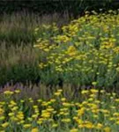 Hohe Garten-Gold-Garbe - Achillea filipendulina 'Coronation Gold'