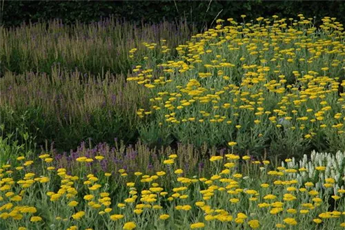 Hohe Garten-Gold-Garbe - Achillea filipendulina 'Coronation Gold'