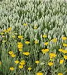 Hohe Garten-Gold-Garbe - Achillea filipendulina 'Coronation Gold'