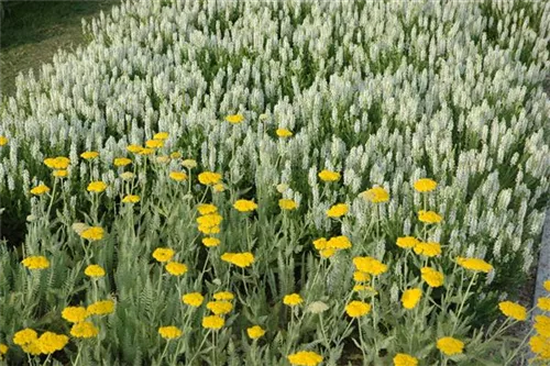 Hohe Garten-Gold-Garbe - Achillea filipendulina 'Coronation Gold'