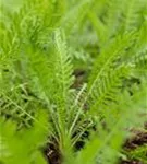 Hohe Garten-Gold-Garbe - Achillea filipendulina 'Coronation Gold'