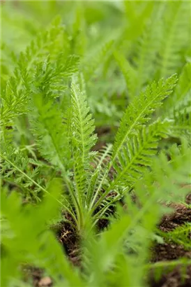 Hohe Garten-Gold-Garbe - Achillea filipendulina 'Coronation Gold'