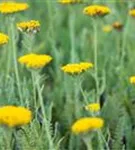 Hohe Garten-Gold-Garbe - Achillea filipendulina 'Coronation Gold'