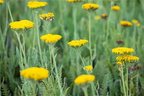 Hohe Garten-Gold-Garbe - Achillea filipendulina 'Coronation Gold'