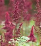 Arends Garten-Prachtspiere - Astilbe x arendsii 'Fanal'