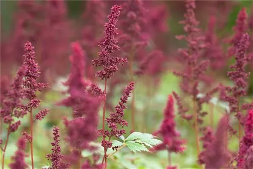 Arends Garten-Prachtspiere - Astilbe x arendsii 'Fanal'