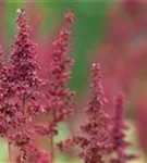 Arends Garten-Prachtspiere - Astilbe x arendsii 'Fanal'