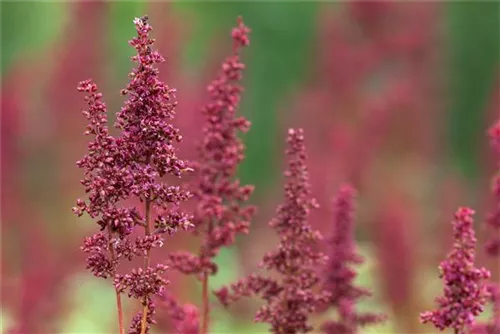 Arends Garten-Prachtspiere - Astilbe x arendsii 'Fanal'