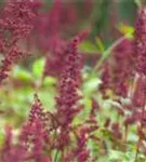 Arends Garten-Prachtspiere - Astilbe x arendsii 'Fanal'