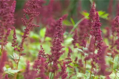 Arends Garten-Prachtspiere - Astilbe x arendsii 'Fanal'