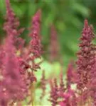 Arends Garten-Prachtspiere - Astilbe x arendsii 'Fanal'