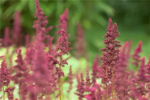 Arends Garten-Prachtspiere - Astilbe x arendsii 'Fanal'