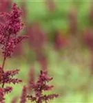 Arends Garten-Prachtspiere - Astilbe x arendsii 'Fanal'