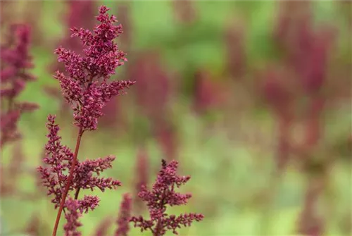 Arends Garten-Prachtspiere - Astilbe x arendsii 'Fanal'