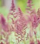 Arends Garten-Prachtspiere - Astilbe x arendsii 'Fanal'