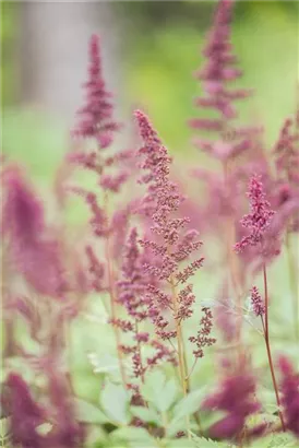 Arends Garten-Prachtspiere - Astilbe x arendsii 'Fanal'