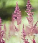 Arends Garten-Prachtspiere - Astilbe x arendsii 'Fanal'