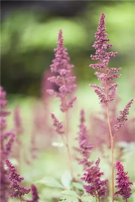 Arends Garten-Prachtspiere - Astilbe x arendsii 'Fanal'