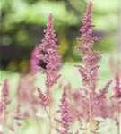 Arends Garten-Prachtspiere - Astilbe x arendsii 'Fanal'