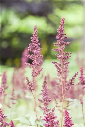 Arends Garten-Prachtspiere - Astilbe x arendsii 'Fanal'