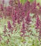 Arends Garten-Prachtspiere - Astilbe x arendsii 'Fanal'