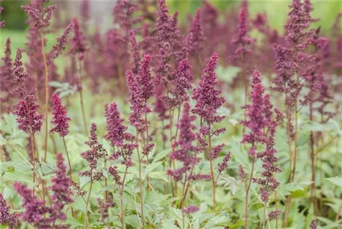 Arends Garten-Prachtspiere - Astilbe x arendsii 'Fanal'