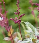 Arends Garten-Prachtspiere - Astilbe x arendsii 'Fanal'