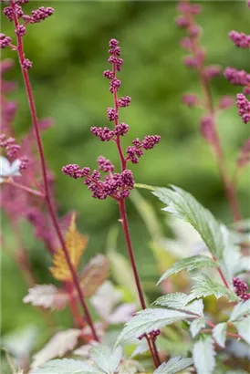 Arends Garten-Prachtspiere - Astilbe x arendsii 'Fanal'