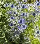 Alpen-Mannstreu - Eryngium alpinum