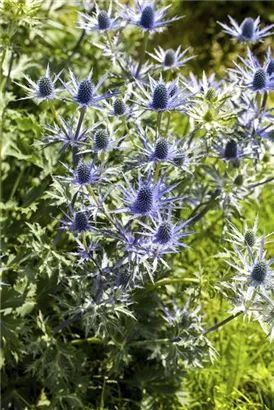 Alpen-Mannstreu - Eryngium alpinum