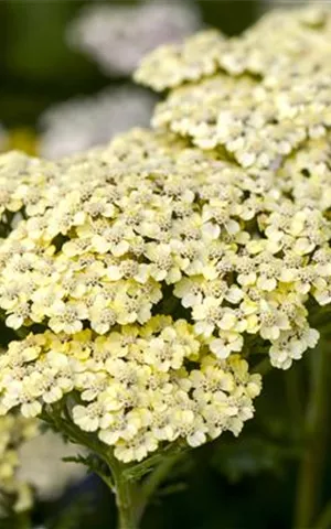 Achillea filipendulina 'Credo'