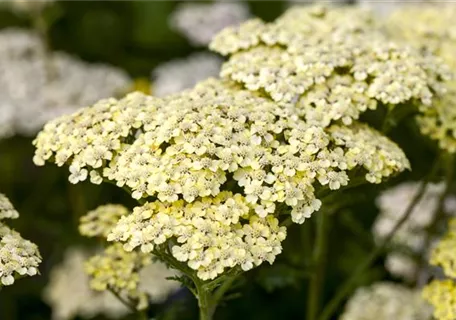 Achillea filipendulina 'Credo' - Hohe Garten-Gold-Garbe