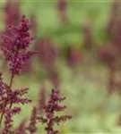 Arends Garten-Prachtspiere - Astilbe x arendsii 'Glut'