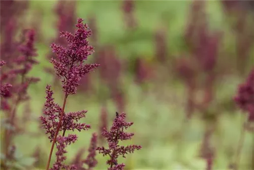 Arends Garten-Prachtspiere - Astilbe x arendsii 'Glut'