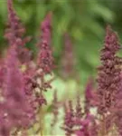 Arends Garten-Prachtspiere - Astilbe x arendsii 'Glut'