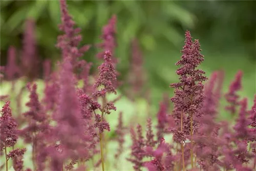 Arends Garten-Prachtspiere - Astilbe x arendsii 'Glut'