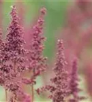 Arends Garten-Prachtspiere - Astilbe x arendsii 'Glut'