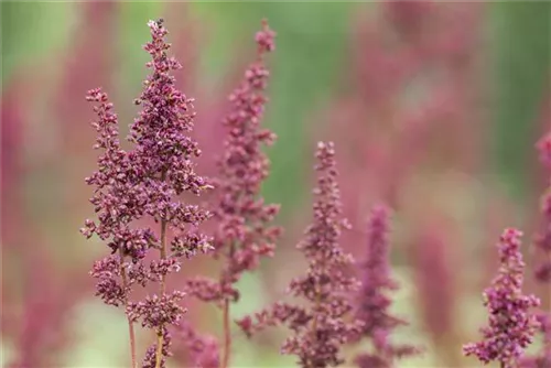 Arends Garten-Prachtspiere - Astilbe x arendsii 'Glut'