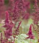 Arends Garten-Prachtspiere - Astilbe x arendsii 'Glut'