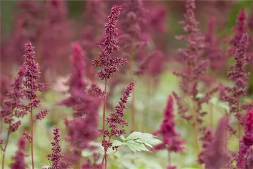 Arends Garten-Prachtspiere - Astilbe x arendsii 'Glut'