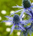 Flachblättriger Mannstreu - Eryngium planum