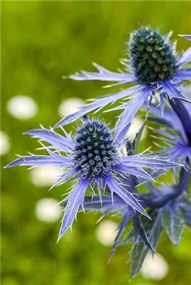 Flachblättriger Mannstreu - Eryngium planum