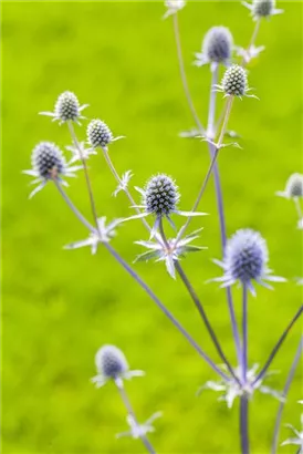 Flachblättriger Mannstreu - Eryngium planum