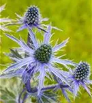 Flachblättriger Mannstreu - Eryngium planum