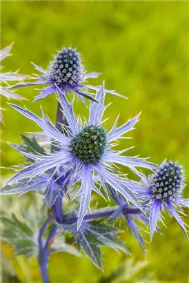 Flachblättriger Mannstreu - Eryngium planum